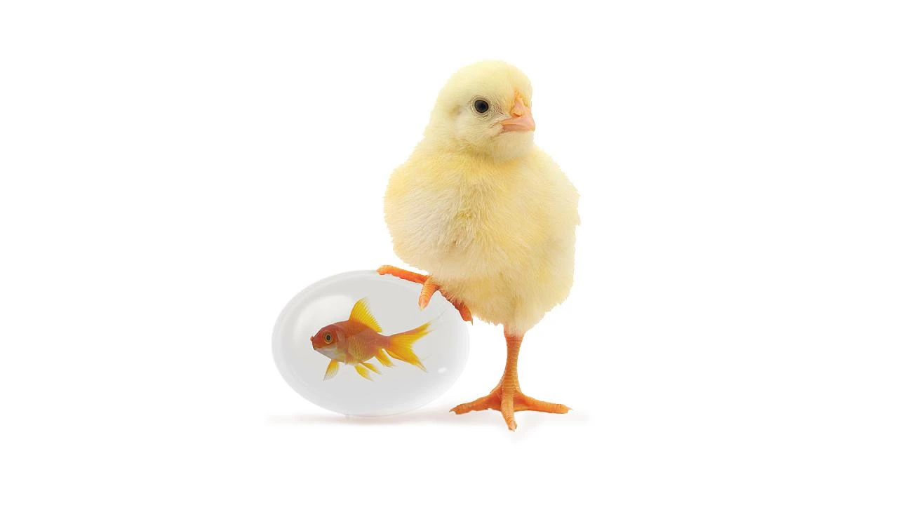 Dự đoán ngày mới 09/04/2019 cho 12 con giáp