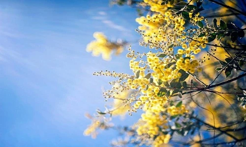 Đến Đà Lạt mùa thay áo mới với sắc vàng mimosa rực rỡ