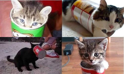 Ngộ nghĩnh những chú mèo nghịch ngợm nhất quả đất