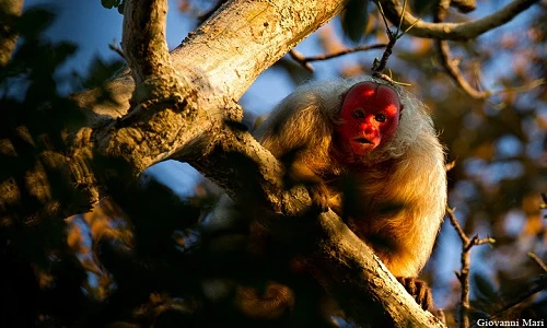Loài khỉ quý hiếm đầu hói cực “dị”, mặt đỏ quyến rũ bạn tình
