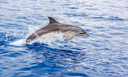 Top động vật khiến siêu sao điện ảnh phát ghen