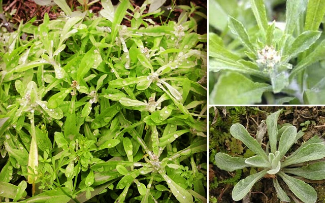 Bài thuốc chữa bệnh tuyệt vời từ rau khúc mùa xuân
