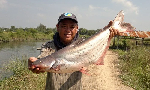 Khám phá về cá ngạnh đặc sản được săn lùng ráo riết