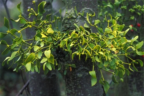 Bài thuốc hay chữa bệnh hiệu quả từ các loại tầm gửi