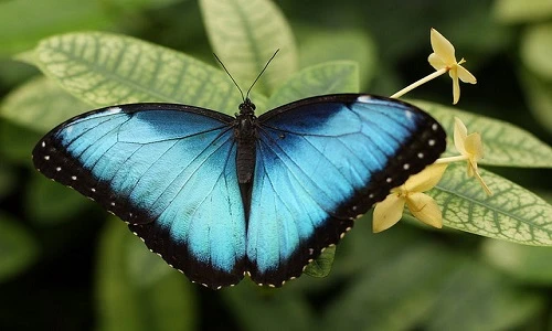 Phát hoảng với thói quen ăn uống khủng khiếp của loài bướm