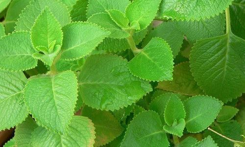 Sự thật thú vị về cây húng chanh