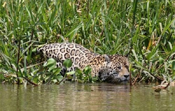 Cái kết bất ngờ khi báo đốm một mắt vượt sông săn cá sấu