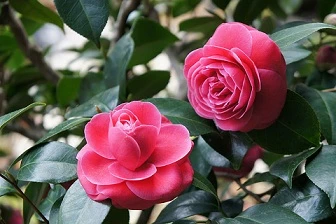 12 con giáp chọn cây phong thủy gì để phát như đại gia?