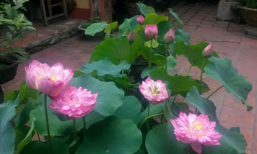 Kỳ thú loài sen từng được trồng tại nơi ở của vua chúa