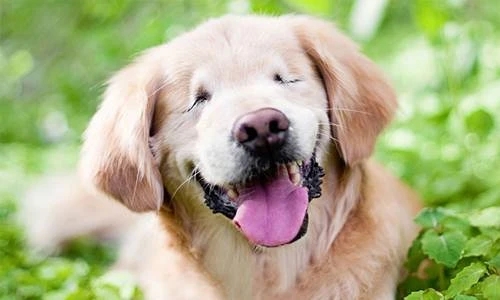 Chú chó mù đem lại nụ cười cho người khuyết tật