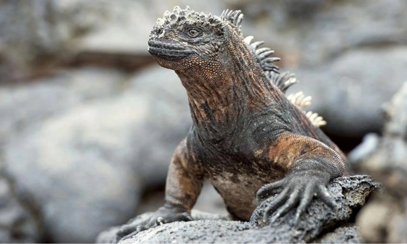 Tận mục loài thằn lằn có vẻ ngoài giống Godzilla đến kinh ngạc