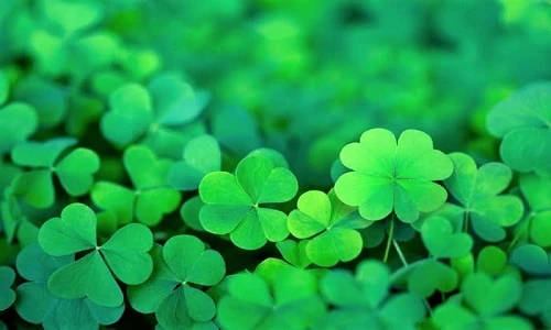 Sinh trúng tháng âm này, vận đỏ chót như son, tiền phủ đầy ngõ