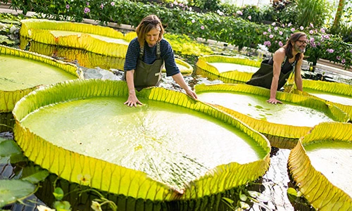 Tận mục loài hoa súng siêu to khổng lồ mới phát hiện trên thế giới 