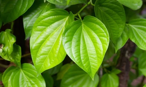 Công thức làm hồng vùng kín an toàn từ thiên nhiên