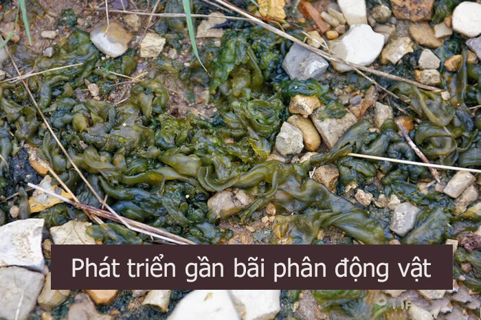Kinh hãi món ăn nhớp nháp, nhìn lợm giọng là đặc sản gây nghiện