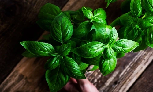 Bất ngờ lợi ích của loại rau gia vị quen thuộc nhà nào cũng ăn