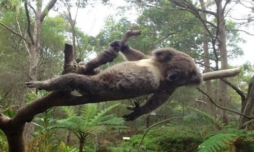 Gấu túi Koala tạo dáng chuyên nghiệp như người mẫu