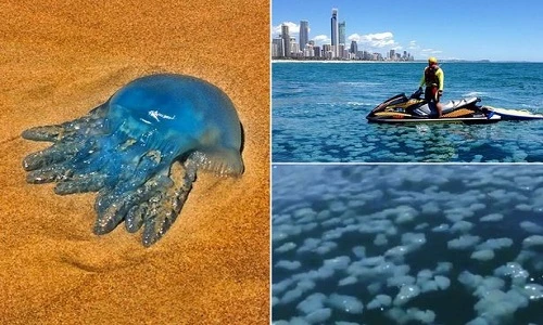 Đàn sứa xanh rầm rộ đổ bộ vùng biển Australia