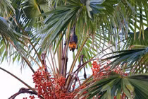 WHO xác nhận một ca tử vong do virus Nipah ở Bangladesh