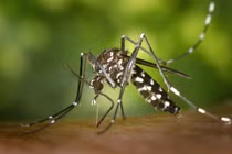 Bộ Y tế khuyến cáo khẩn biện pháp giám sát, phòng chống bệnh Chikungunya