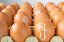 Công ty Black Sheep Egg Company bị thu hồi hơn 6 triệu quả trứng 