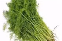 Loại rau gia vị là thuốc quý, tốt cho sức khỏe