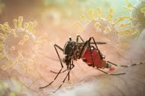 Hà Nội chủ động phòng chống dịch bệnh chikungunya 