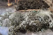Chuyên gia cảnh báo nguy cơ từ bánh ú tro chứa hàn the