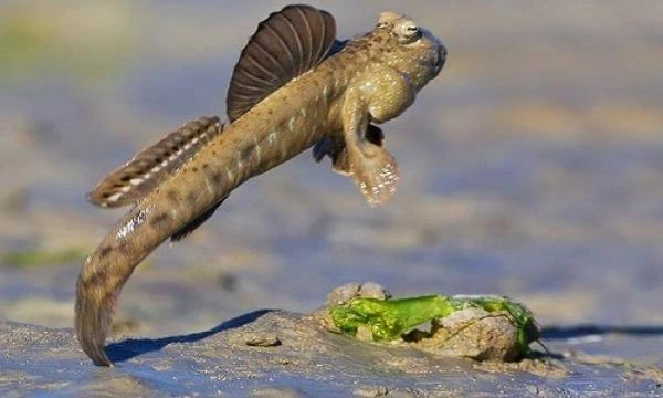 Loài dị cá ở Việt Nam biết “khiêu vũ” và leo cây cực đỉnh
