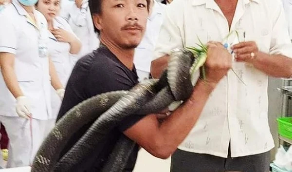 Những "phi vụ" bắt sống rắn khủng, trăn khổng lồ tại Việt Nam