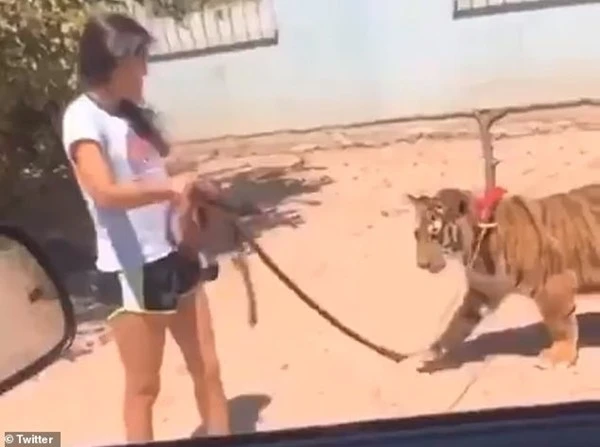Phát hoảng cảnh nuôi cả đàn “chúa sơn lâm” trong nhà làm... thú cưng