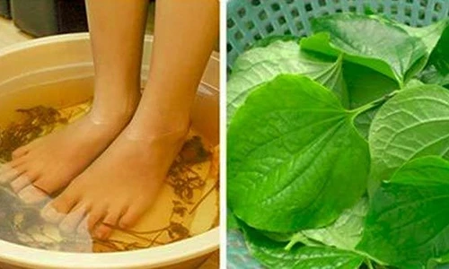 Video: Bí quyết ngâm chân xua tan bệnh tật bằng loại lá vườn nào cũng có