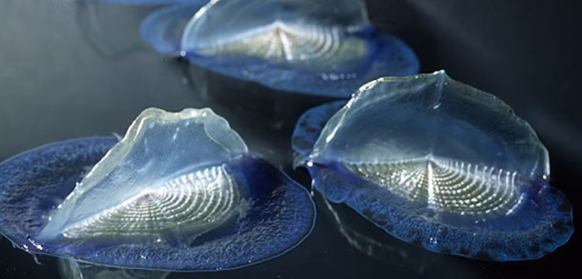 Sứa buồm velella thường di chuyển theo đàn gồm hàng triệu cá thể.