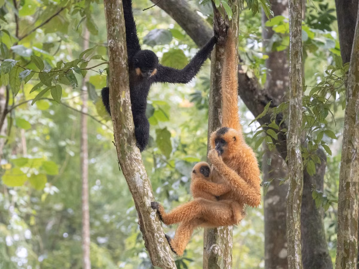 Hai đàn Vượn đen má hung Nam Bộ lần đầu tiên được Trung tâm Công nghệ và Bảo tồn thiên nhiên ghi nhận trong lần khảo sát tại khu vực Đèo Cả - Hòn Nưa (tỉnh Phú Yên cũ, nay là Đắk Lắk) vào tháng 4/2025. Ảnh: Tiền phong.