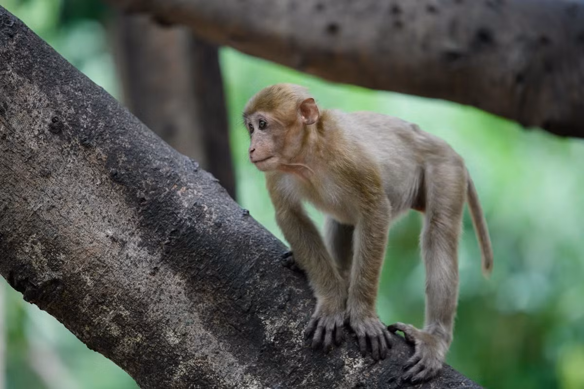 Khỉ mốc có tên khoa học là Macaca assamensis, thuộc bộ khỉ hầu, là động vật thuộc nhóm IIB, nhóm động vật rừng nguy cấp, quý, hiếm cần được bảo vệ khẩn cấp. Ảnh: thainationalparks.com.
