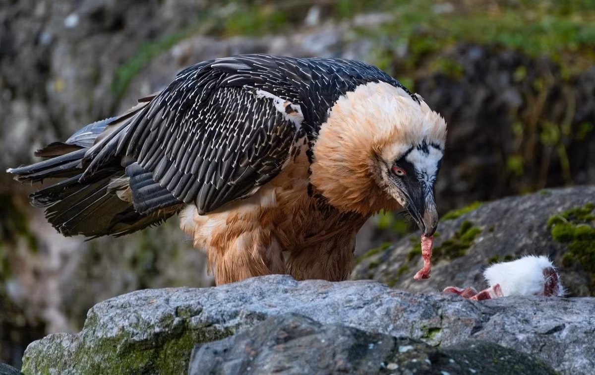 Chỉ 9% hiện vật được tìm thấy trong các tổ của kền kền râu là do con người tạo ra. Họ đã tìm thấy 72 mảnh da, 129 mảnh vải và 25 vật dụng làm từ cỏ esparto. Những hiện vật này có niên đại từ 150 - 750 tuổi. Ảnh: Credit: David Ruh.