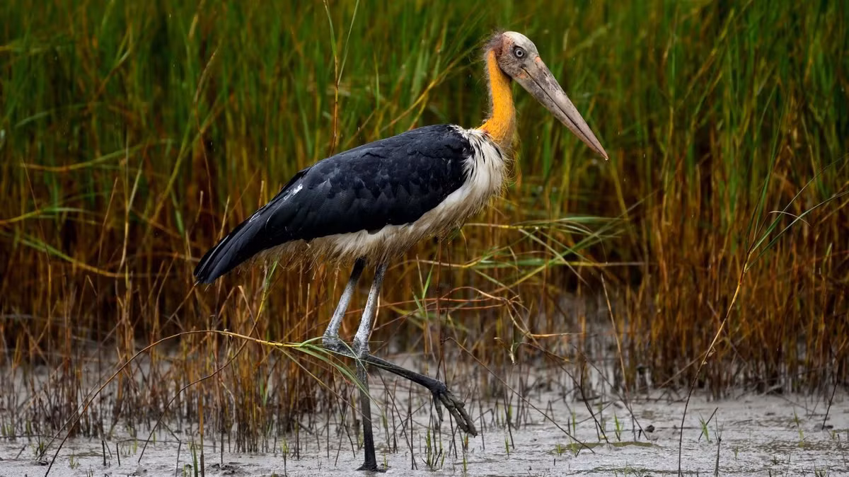 Loài già đẫy Java quý hiếm, nằm trong Sách đỏ Việt Nam và Sách đỏ IUCN. Ảnh: Rana.choudhuri.
