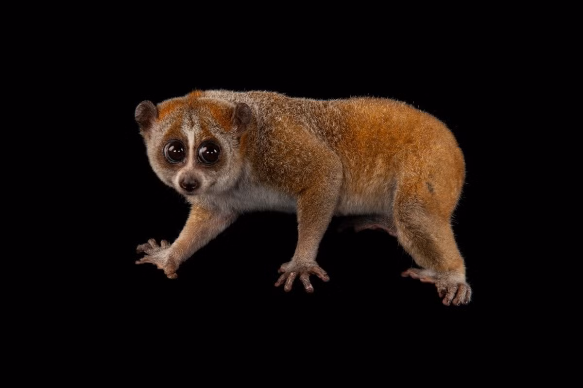 Cu li nhỏ có thể sống đơn độc hoặc thành nhóm nhỏ với 3 - 4 cá thể. Ảnh: joelsartore.com.