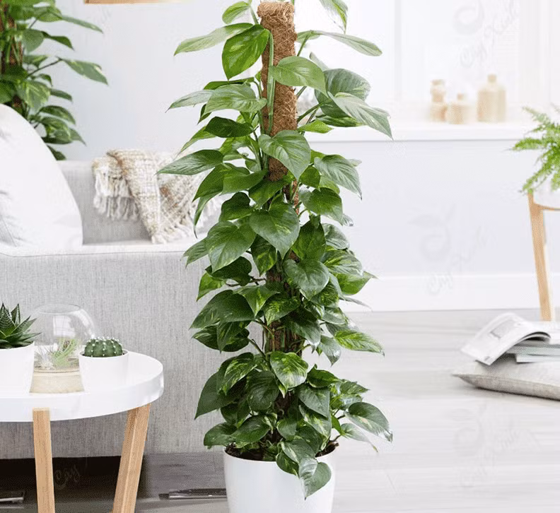 Trầu bà là cây gì? Vì sao phổ biến khắp mọi nơi?. Cây trầu bà (Epipremnum aureum), còn gọi là hoàng tâm điệp, có nguồn gốc Đông Nam Á, thân leo, lá hình tim, sống tốt trong đất và nước.