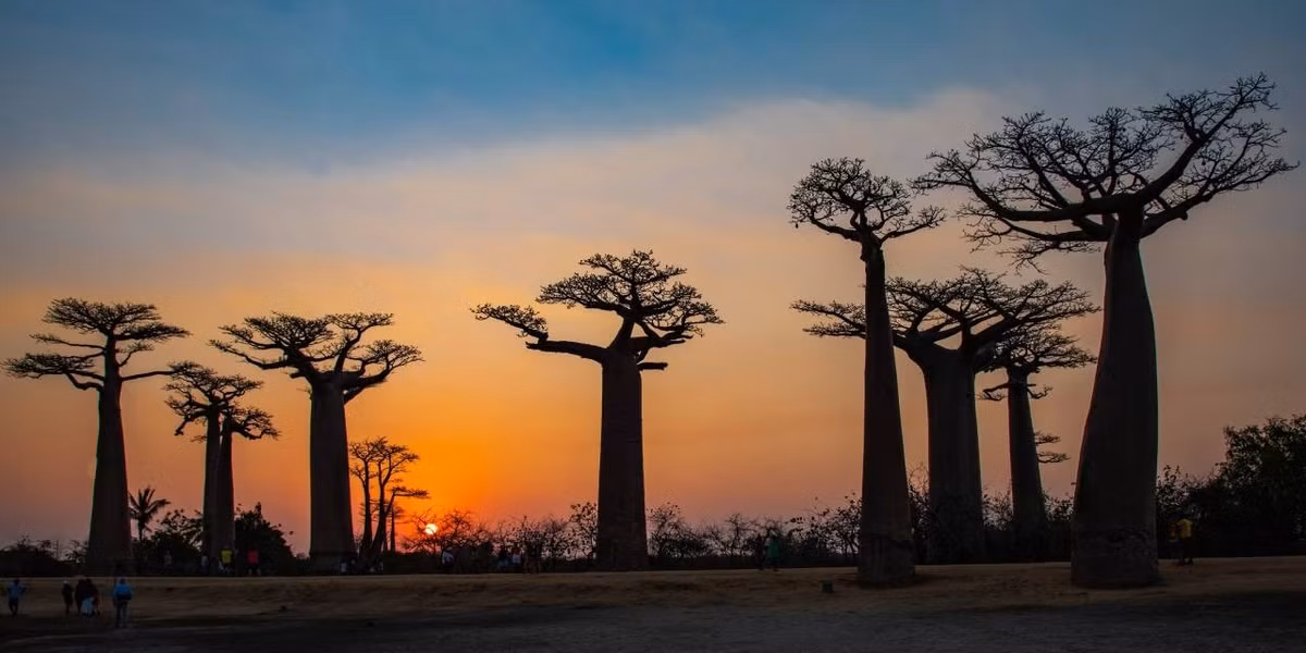 Cây baobab cung cấp thức ăn và nơi trú ẩn cho nhiều loài, từ những loài côn trùng nhỏ nhất đến một số loài động vật lớn nhất như voi. Ảnh: Rinus Baak | Dreamstime.com.