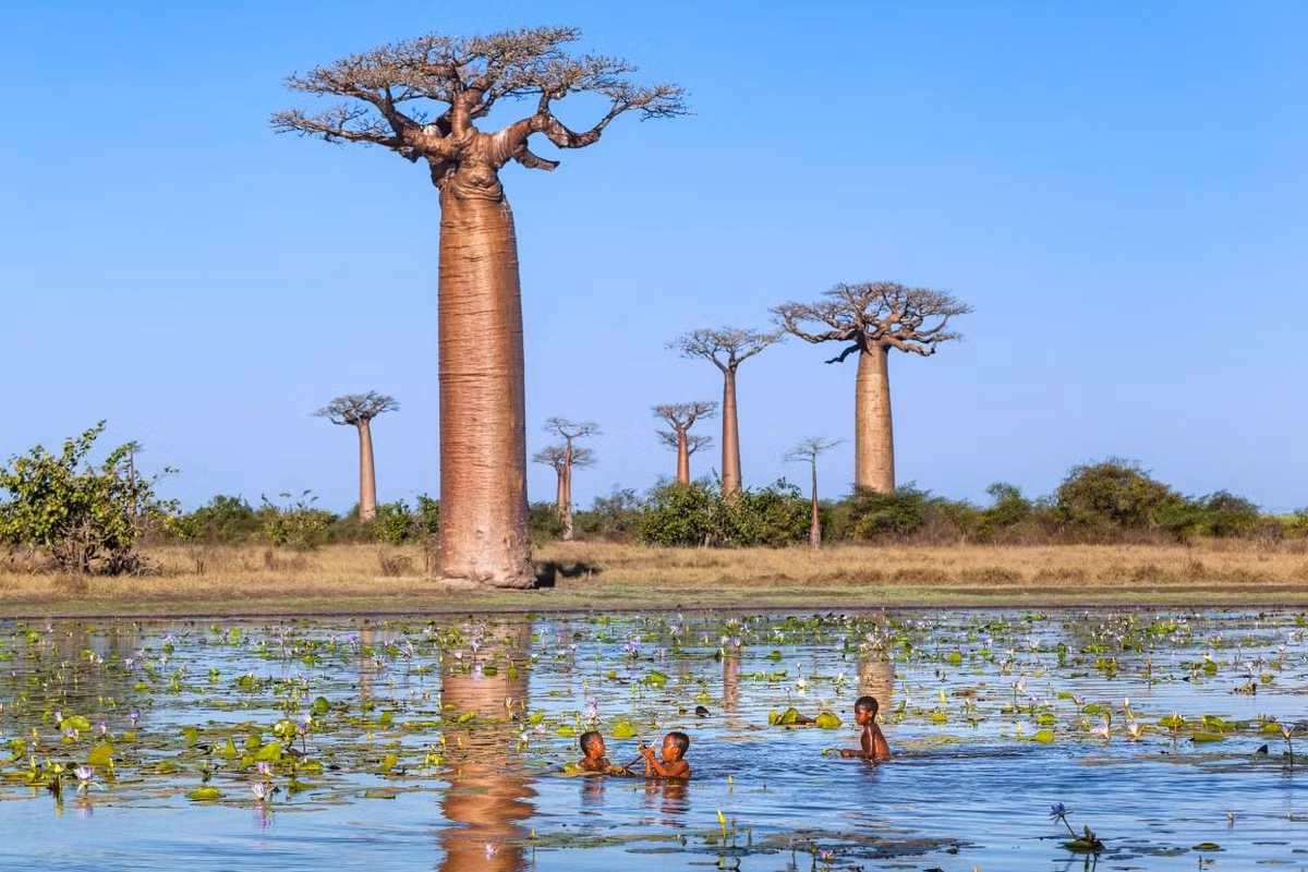 Người dân ở châu Phi thường lột vỏ cây baobab để lấy những sợi bên trong về bện dây thừng, lưới đánh cá, se sợi để dệt quần áo và làm giấy. Dù bị lột lớp vỏ nhưng cây không chết nhờ khả năng tái tạo vỏ cây. Ảnh: Ekaterina Tsvetkova | Dreamstime.com.
