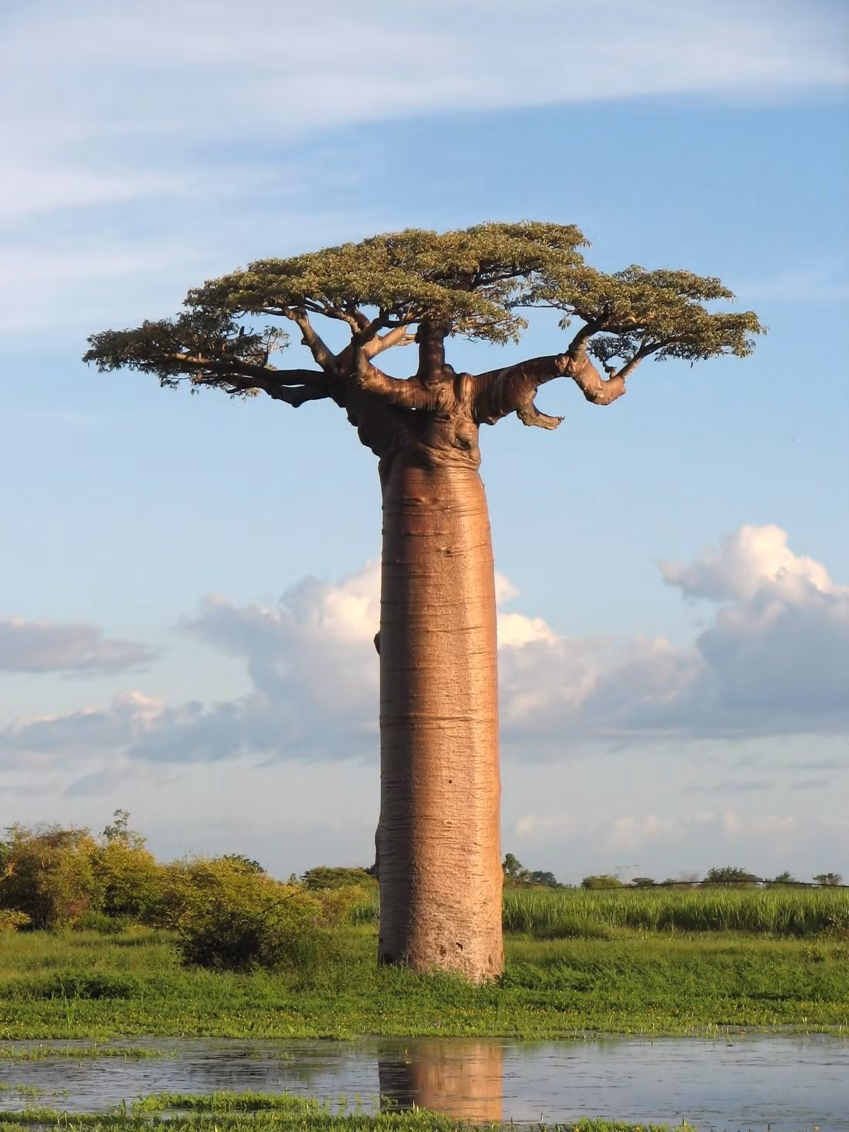 Đối với con người, tất cả mọi bộ phận của cây baobab như lá, quả, hạt, vỏ đến rễ cây đều được sử dụng trong sinh hoạt hàng ngày để làm thực phẩm, nước uống, thuốc chữa bệnh, làm đẹp... Do đó, baobab còn có biệt danh là “cây sự sống”. Ảnh: oneearth.org.