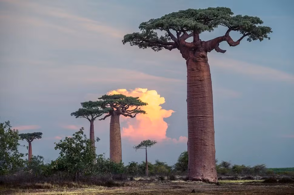 Thậm chí, một số cây baobab có kích thước "khủng" nên được sử dụng làm nhà tù, bưu điện hay quán bar. Ảnh: Shutterstock / Dudarev Mikhail.