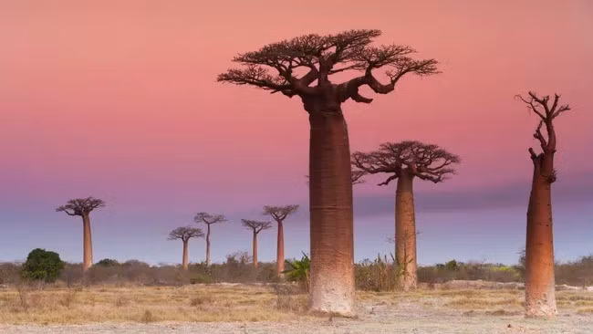 Đặc biệt, quả baobab là loại trái cây duy nhất trên thế giới khô tự nhiên trên cành tới 6 tháng mà không bị rụng hay hư hỏng. Nhờ vậy, quả baobab khô có thể được bảo quản trong thời gian dài mà hương vị vẫn không thay đổi. Ảnh: Getty Images / Mint Images RF.