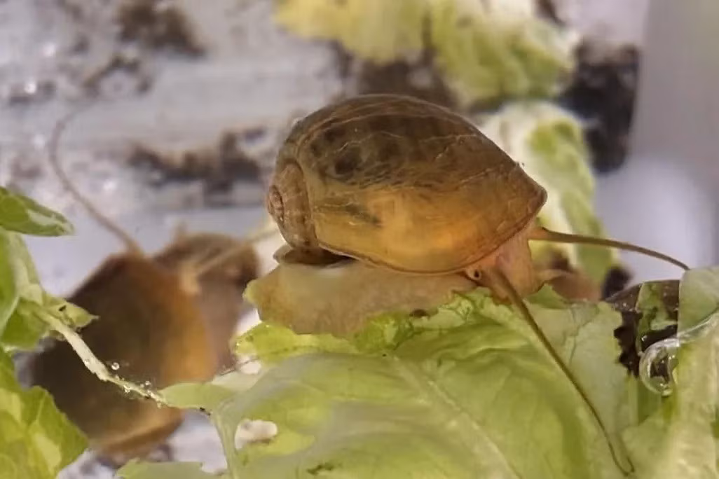 Trong nghiên cứu công bố tên tạp chí Nature Communications, nhóm chuyên gia thuộc Đại học California (Mỹ) do nhà sinh học Alice Accorsi dẫn đầu cho biết loài ốc nước ngọt ở Nam Mỹ có khả năng mọc lại mắt là ốc bươu vàng (Pomacea canaliculata). Ảnh: Alice Accorsi, UC Davis.