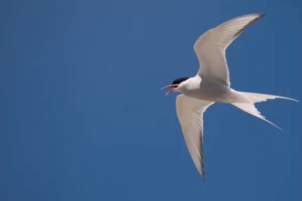 Mark Avery - nhà khoa học và cựu nhà bảo tồn tại Hiệp hội Bảo vệ Chim Hoàng gia (RSPB) cho hay khu vực chúng sinh sống được xếp vào khu vực bảo vệ đặc biệt. Ảnh: birdwatchireland.ie.