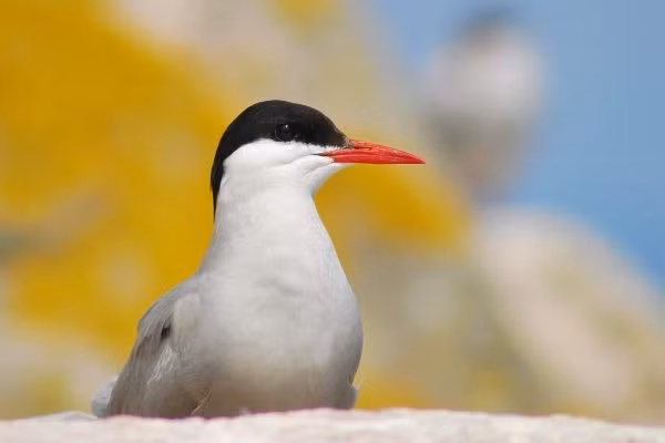 Chim nhạn biển di cư đến Anglesey hàng năm để làm tổ trên các bãi biển, nơi chúng bắt cá và nuôi con non. Tuy nhiên, do số lượng loài này đang giảm trên toàn thế giới nên đàn chim ở Cemlyn được coi là "có tầm quan trọng quốc tế". Ảnh: birdwatchireland.ie.