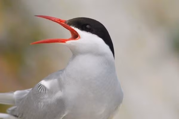 “Chim nhạn biển rất dễ bị tổn thương do môi trường sống của chúng, thường là những nơi dễ bị xáo trộn nếu không được bảo vệ. Vì vậy, chúng cần sự giúp đỡ của chúng ta. Vương quốc Anh rất quan trọng đối với những loài này”, nhà khoa học Avery cho hay. Ảnh: birdwatchireland.ie.