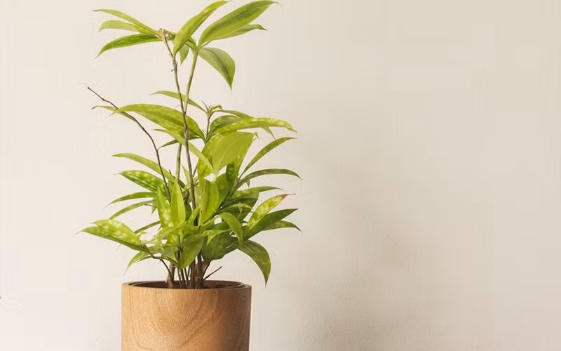 2. Cây trúc Nhật mini – Biểu tượng kiên cường, ổn định tài chính: Khác với các loại trúc cảnh quen thuộc, trúc Nhật mini có thân nhỏ, lá xanh đậm, dễ trồng trong chậu.