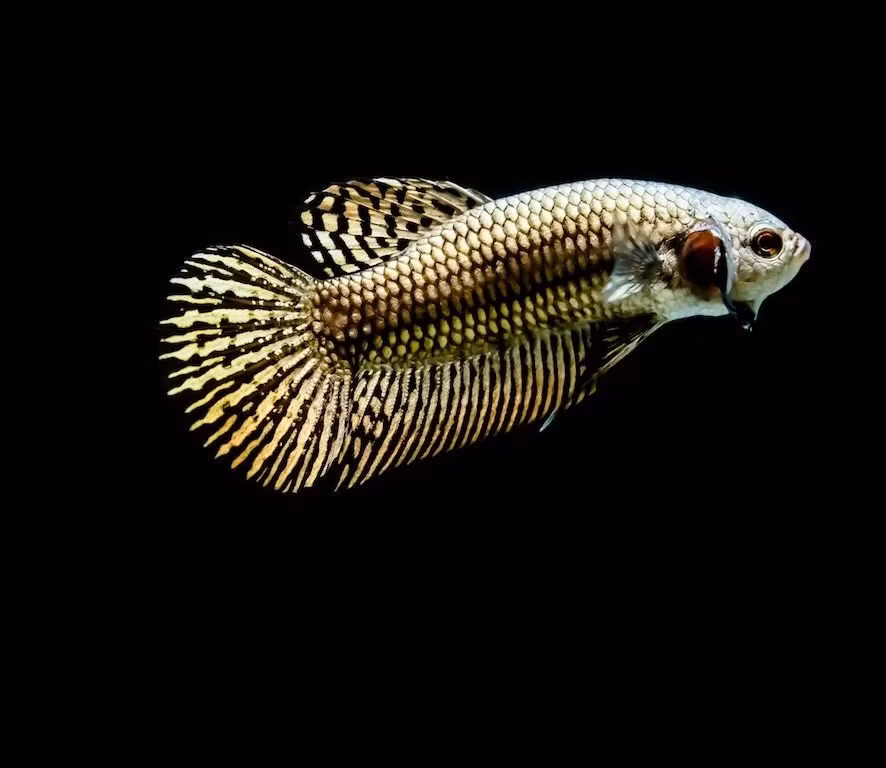 Cá chọi Betta có đủ các màu sắc tuyệt đẹp trên cơ thể, hình dáng cân đối, hài hòa. Ảnh: Shutterstock.